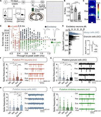 Molecular and Cellular Adaptations in Hippocampal Parvalbumin Neurons Mediate Behavioral Responses to Chronic Social Stress